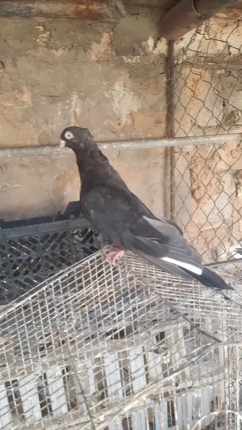 صرب|پرنده|اهواز, نیوساید|دیوار