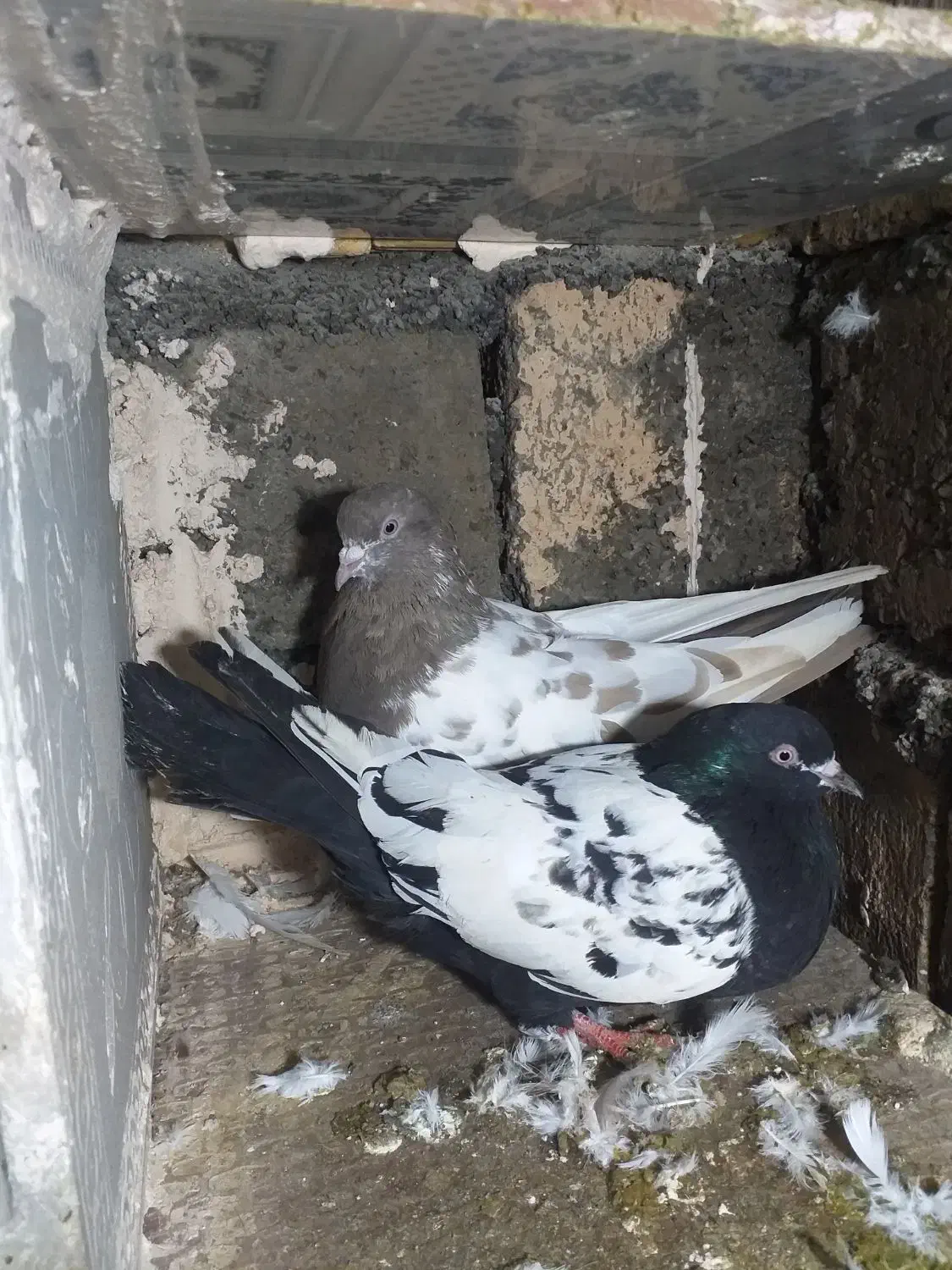 کبوتر|پرنده|مریوان, |دیوار