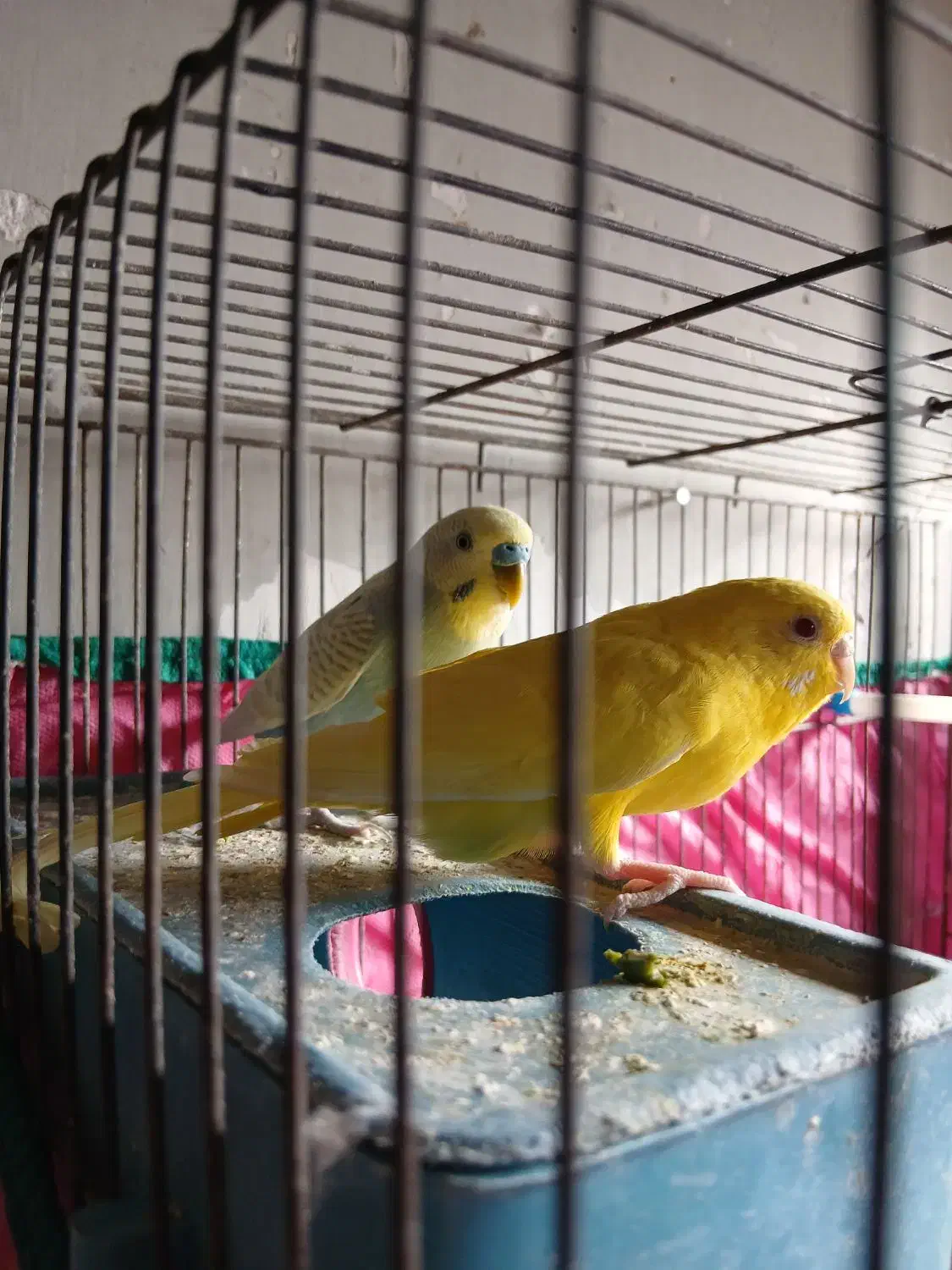 جفت مرغ عشق|پرنده|خرمشهر, |دیوار