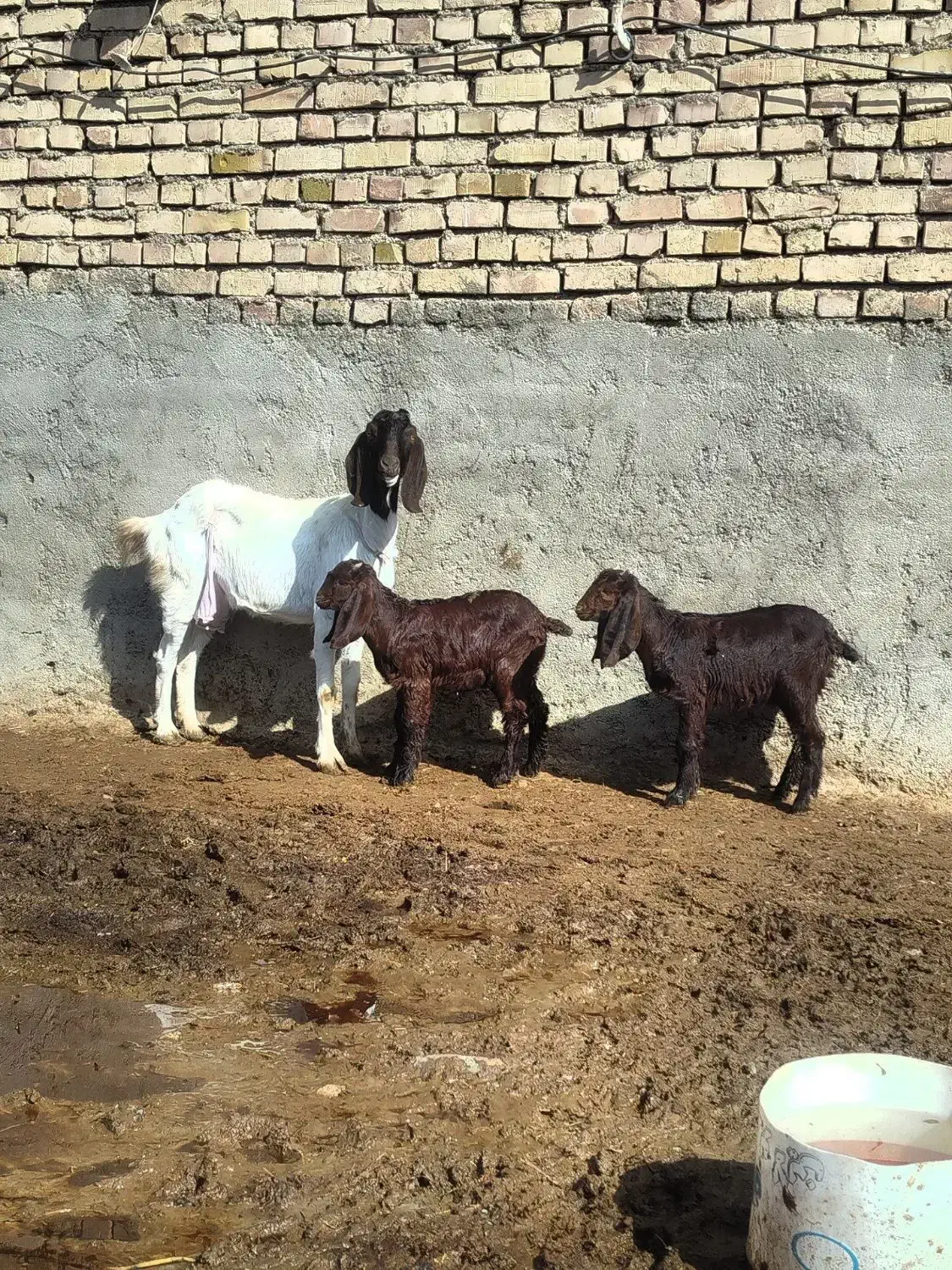 بز بزغاله|حیوانات مزرعه|نیشابور, ریوند|دیوار