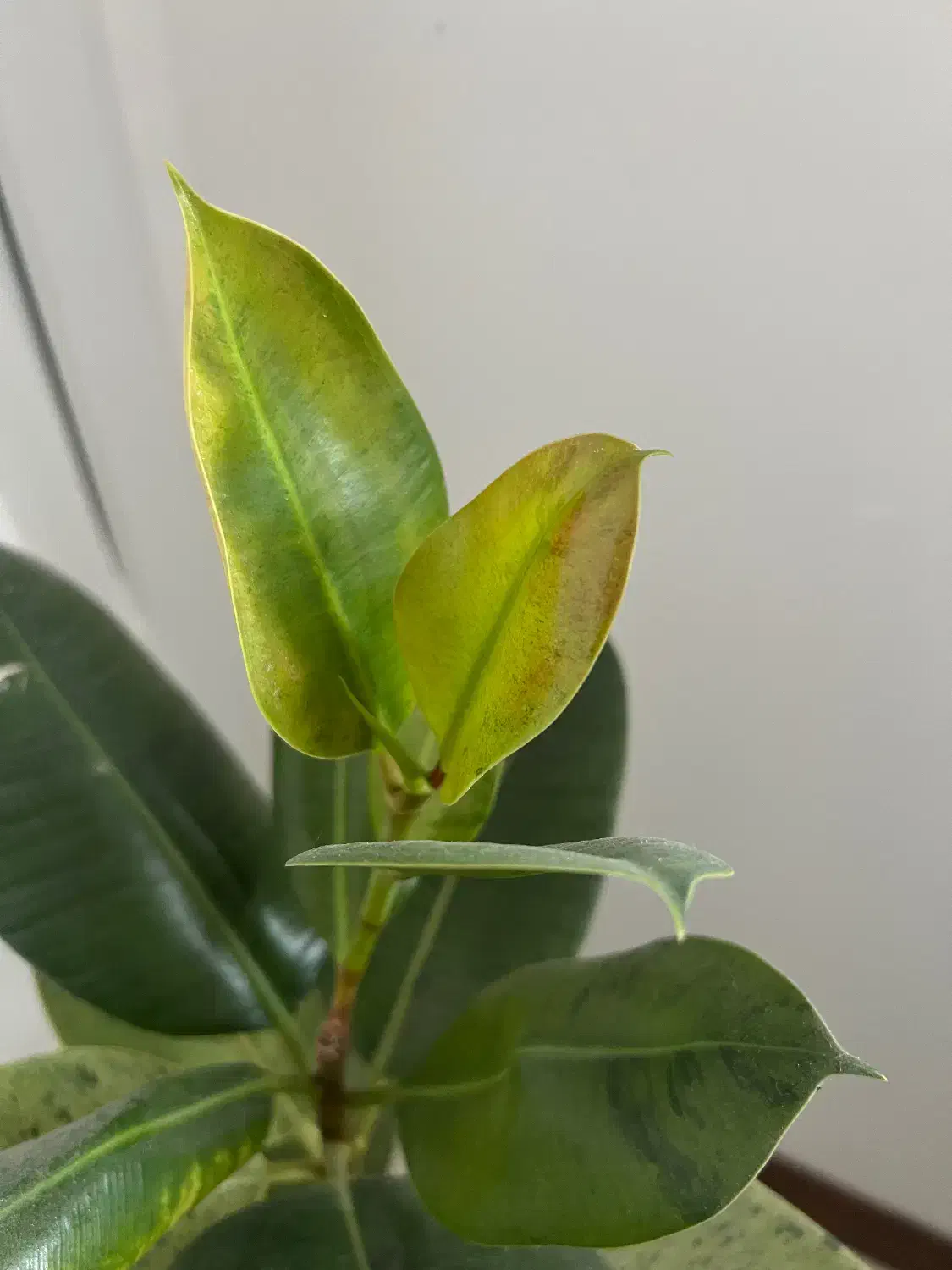 گل فیکوس با گلدان|گل و گیاه طبیعی|قم, انسجام|دیوار