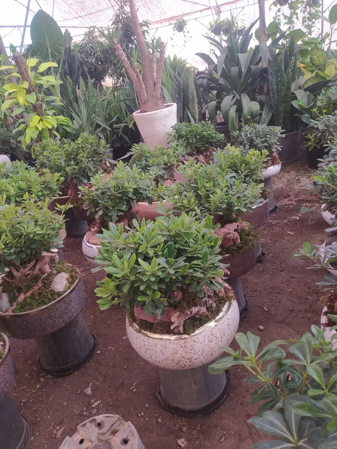 گل میخک بنسایی|گل و گیاه طبیعی|مشهد, امیر المومنین|دیوار