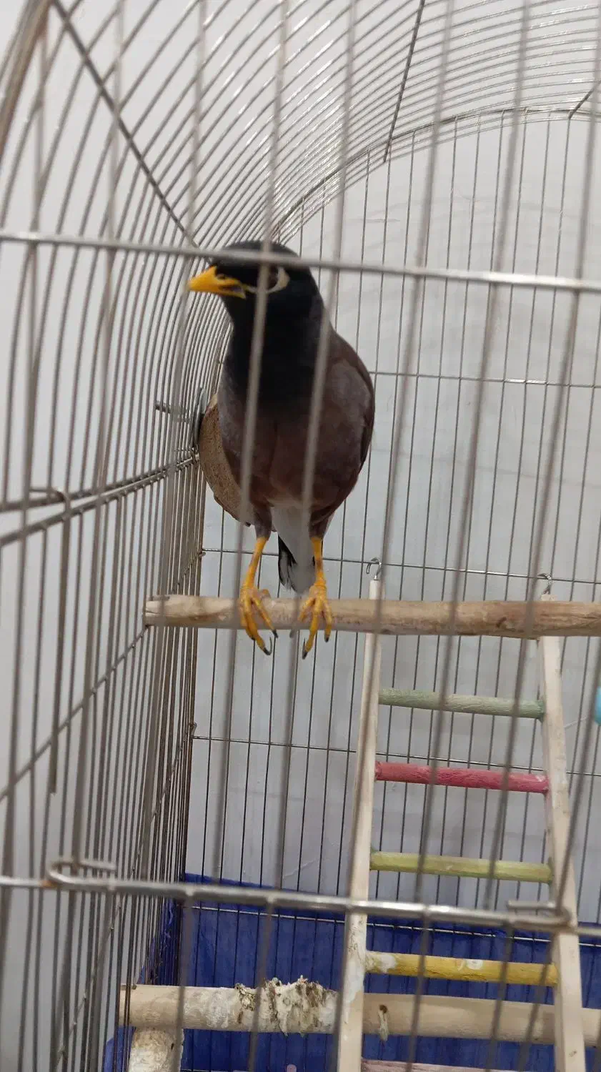 پرنده|پرنده|پاکدشت, پاکدشت (مامازند)|دیوار