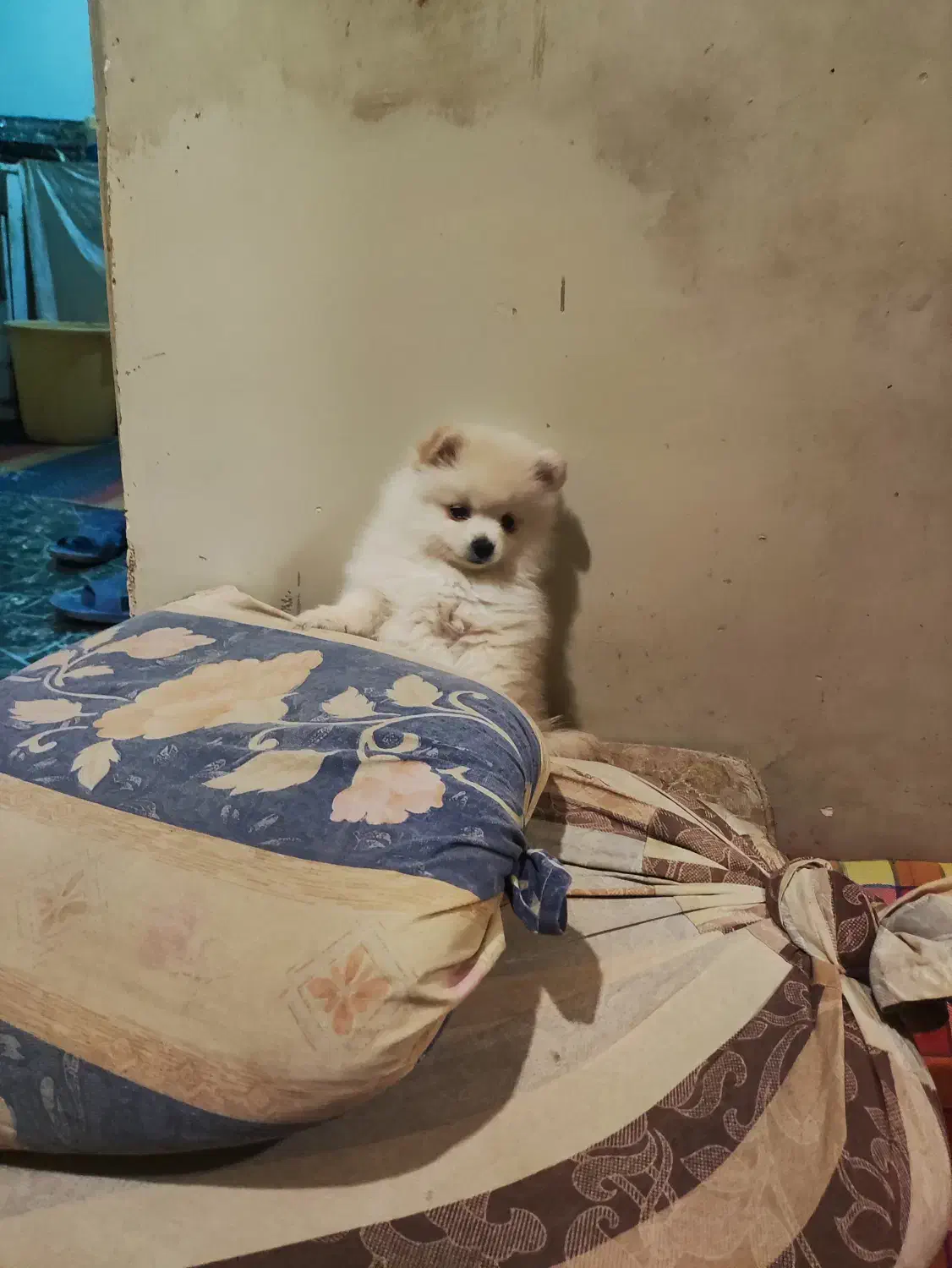 پامر خرسی ۲ ماهه|سگ|لنجان, |دیوار