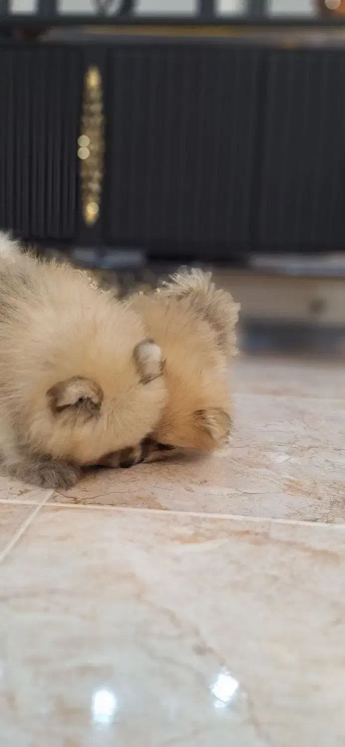 توله پامرانین|سگ|شاهینشهر, بانک استان|دیوار