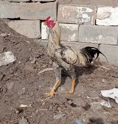 خروس لاری|حیوانات مزرعه|ملکان, |دیوار