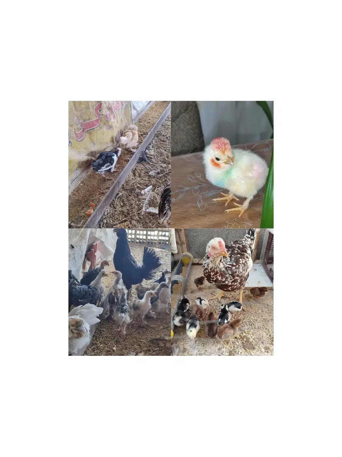 تخم مرغ نطفه دار|حیوانات مزرعه|زرند, |دیوار