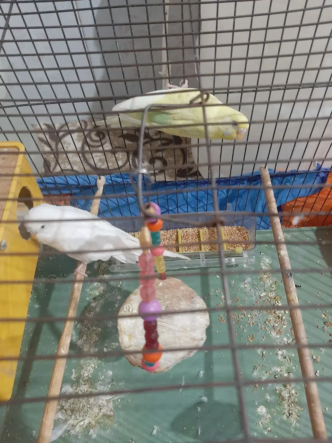 مرغ عشق با قفس|پرنده|اهواز, پردیس|دیوار