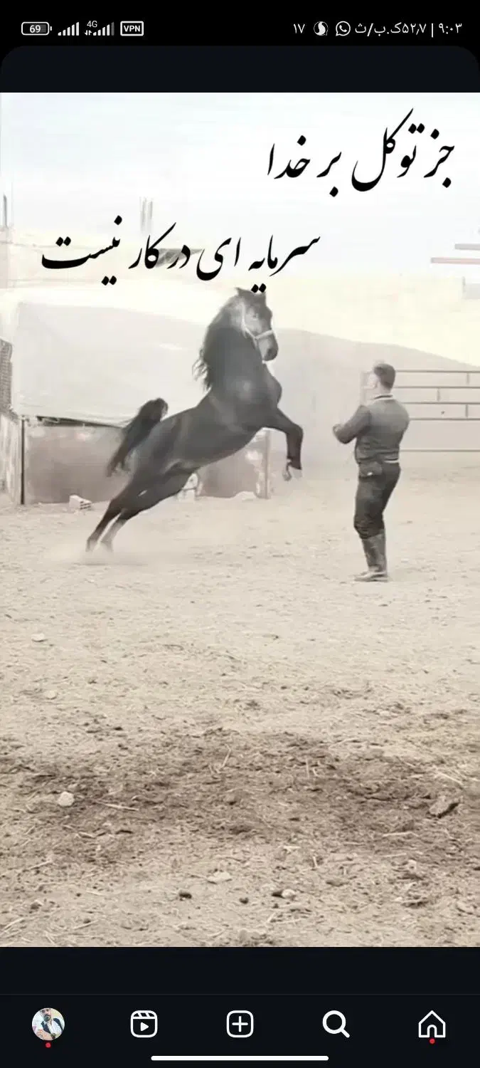 اسب درشور مادیان|اسب و تجهیزات اسب‌سواری|یاسوج, |دیوار