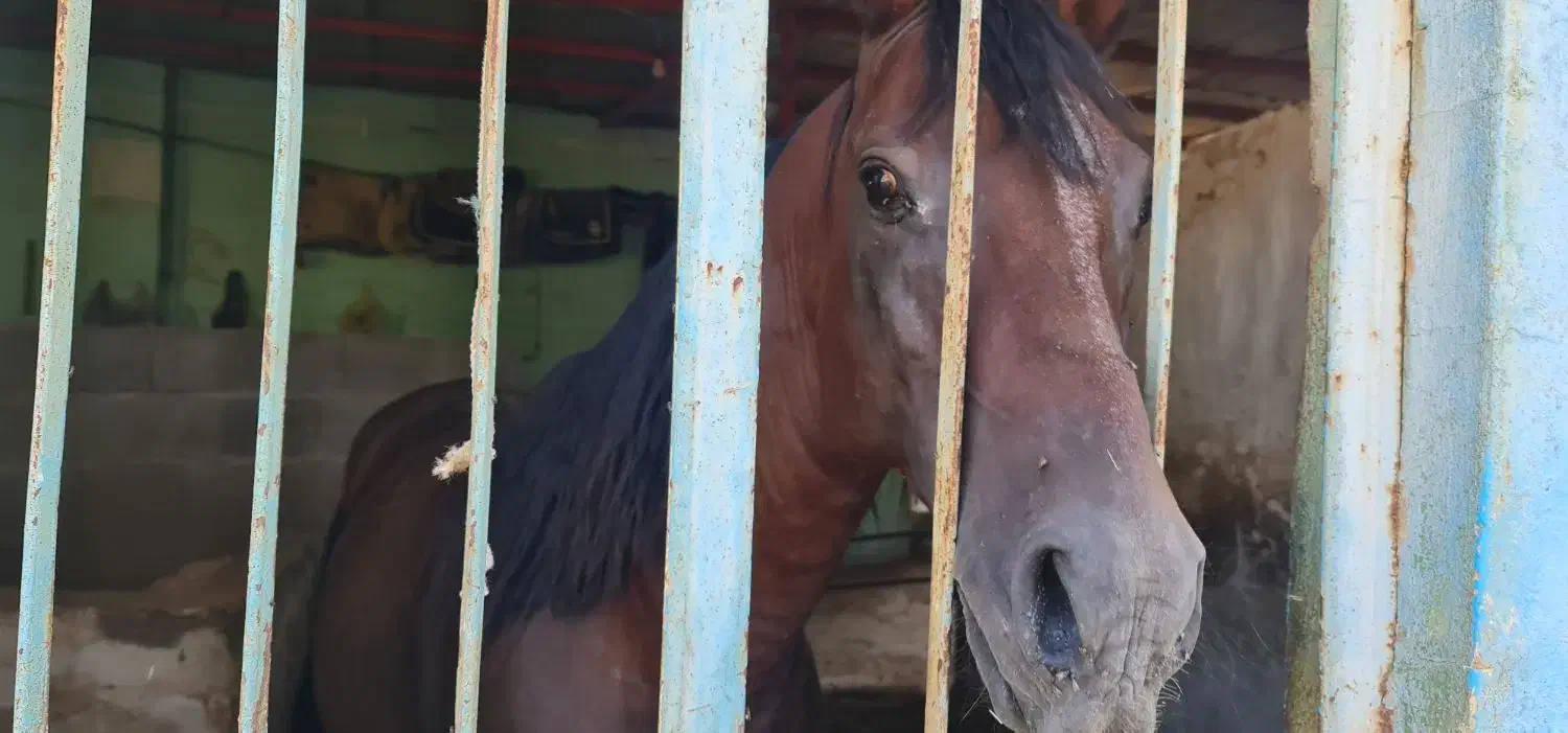 فروش اسب|اسب و تجهیزات اسب‌سواری|جم, |دیوار