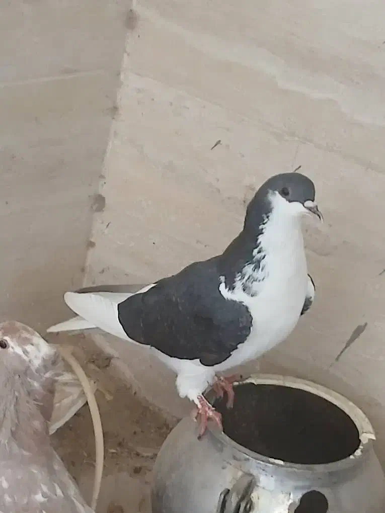 کبوتر ماده وکبوتر نر دم چطری واصفهانی وزردکله ماسی|پرنده|یزد, |دیوار