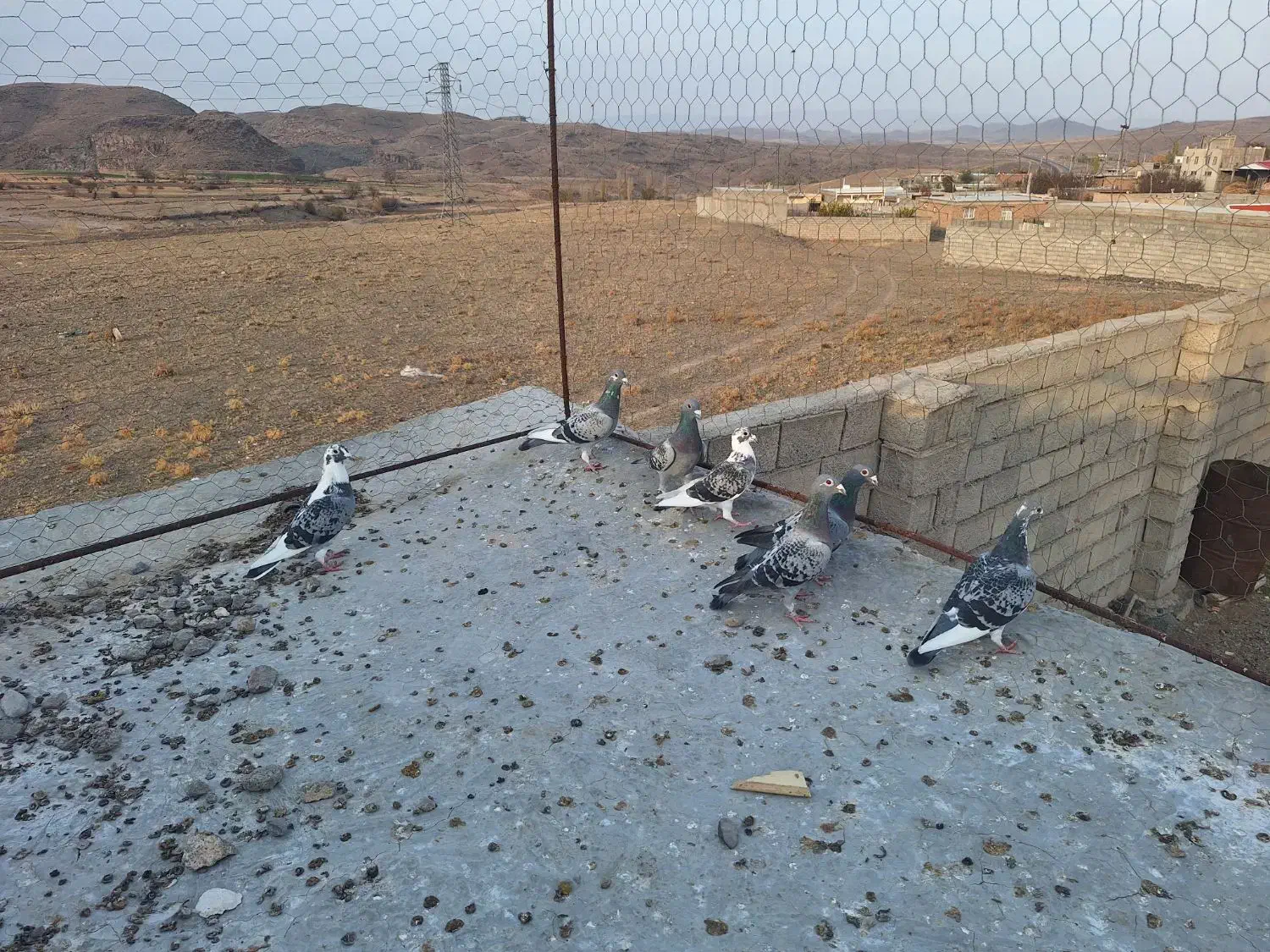 دوبر کبوتر مسافتی|پرنده|مشگین شهر, |دیوار