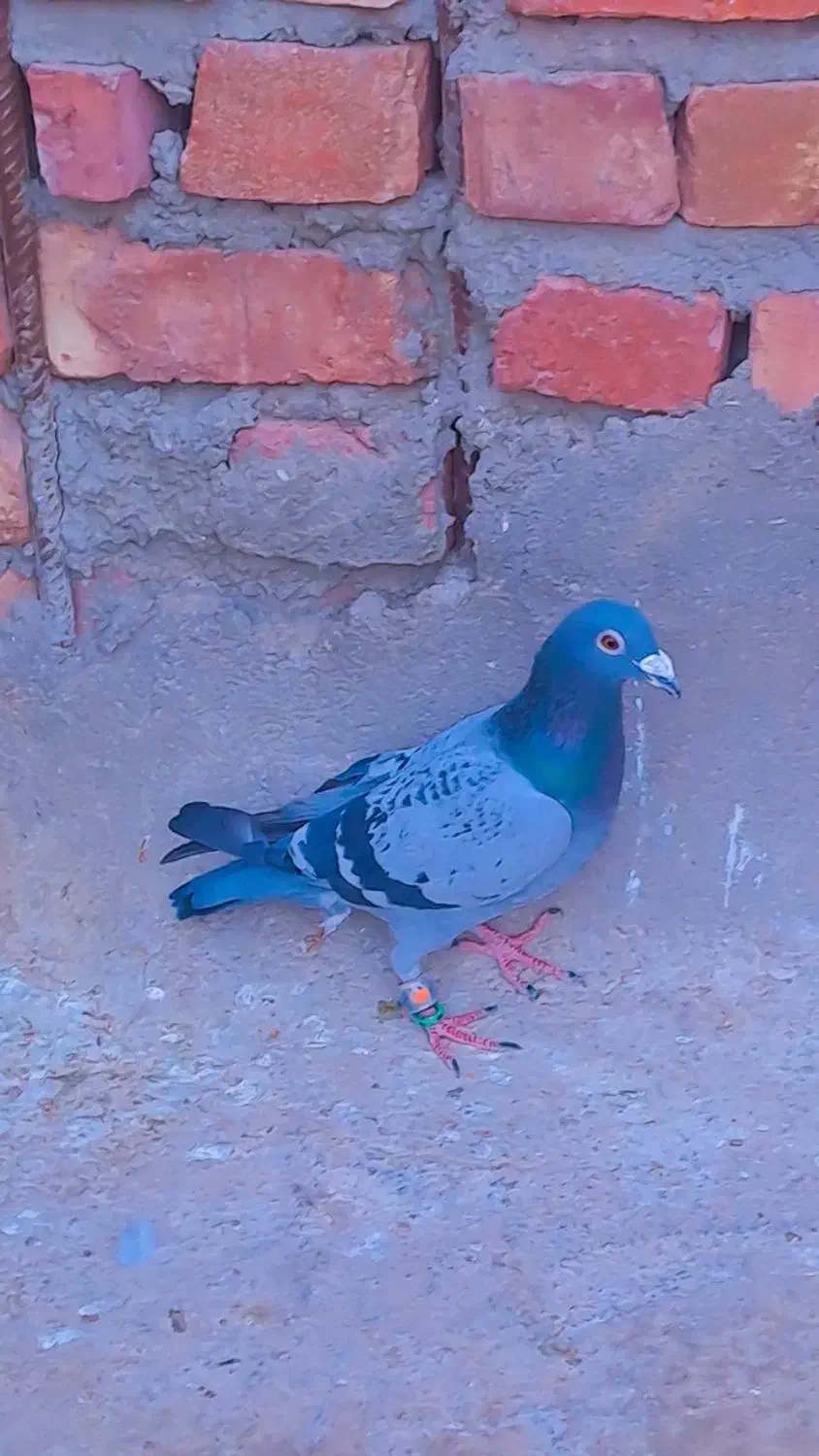 کبوتر|پرنده|سراوان, |دیوار