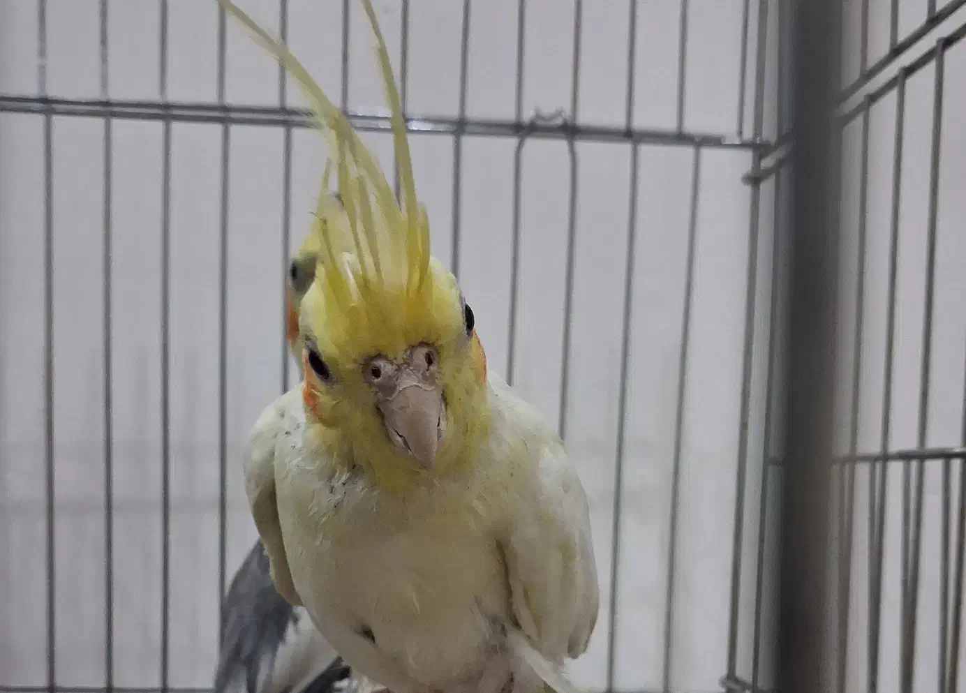 عروس هلندی طلایی|پرنده|قم, قم نو|دیوار