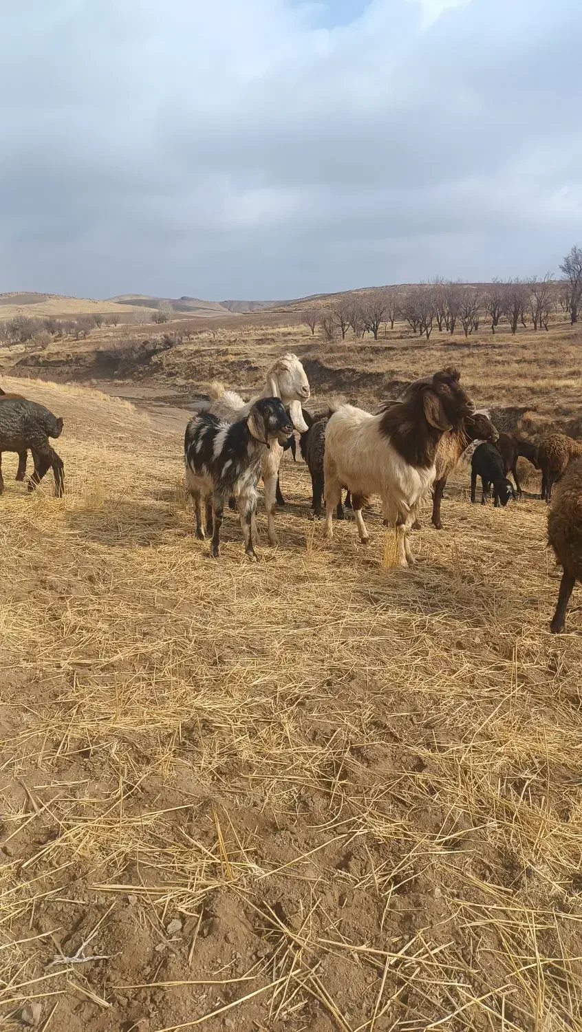 بز نر|حیوانات مزرعه|بزینه رود, |دیوار