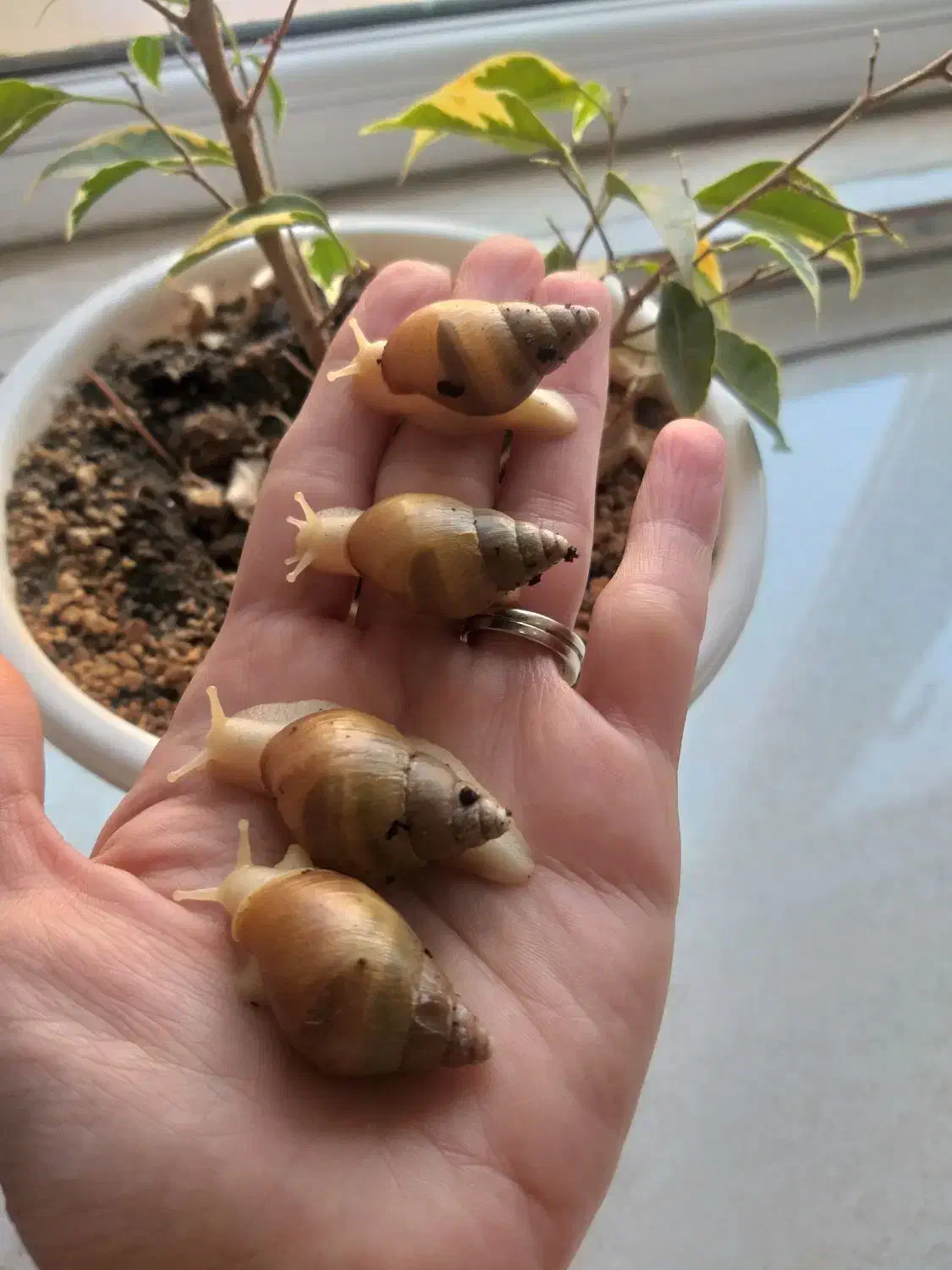 حلزون.پت خانگی|خزنده|قرچک, مهدیه|دیوار