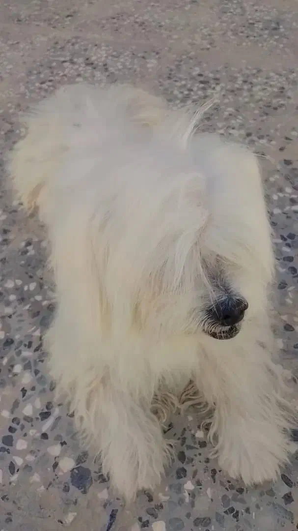 سگ پشمالو|سگ|سراوان, |دیوار