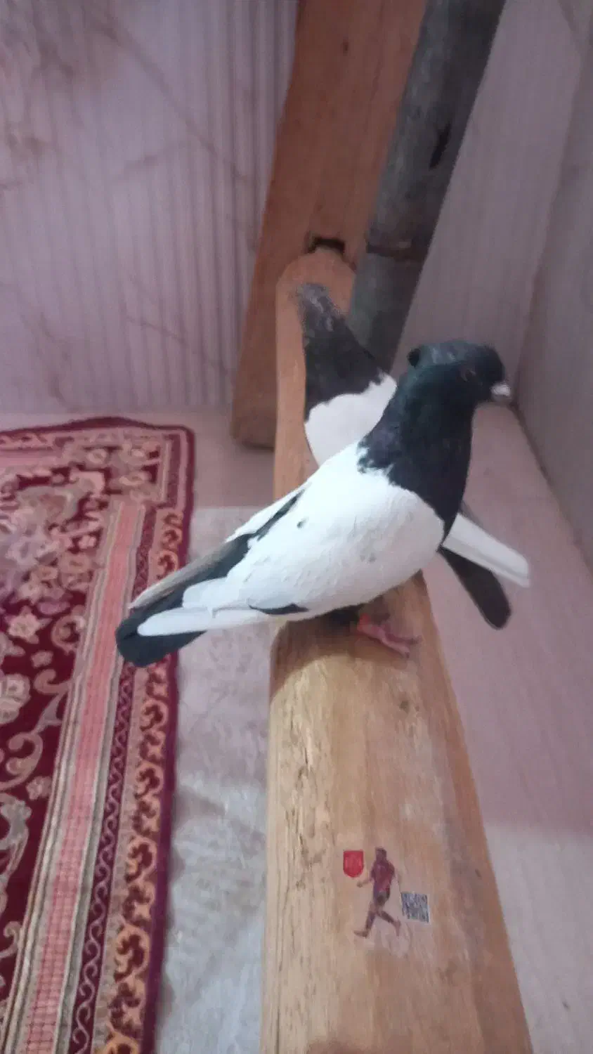 دو کبوتر سینه ای تمیز جفت|پرنده|خسروشاه, |دیوار