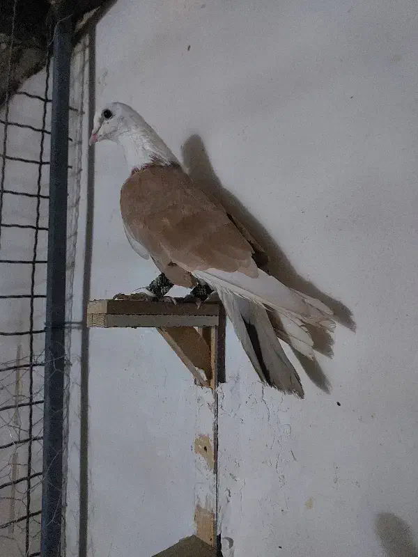 کلاغ کربلایی  طوقی الماسی|پرنده|مشهد, چهاربرج|دیوار