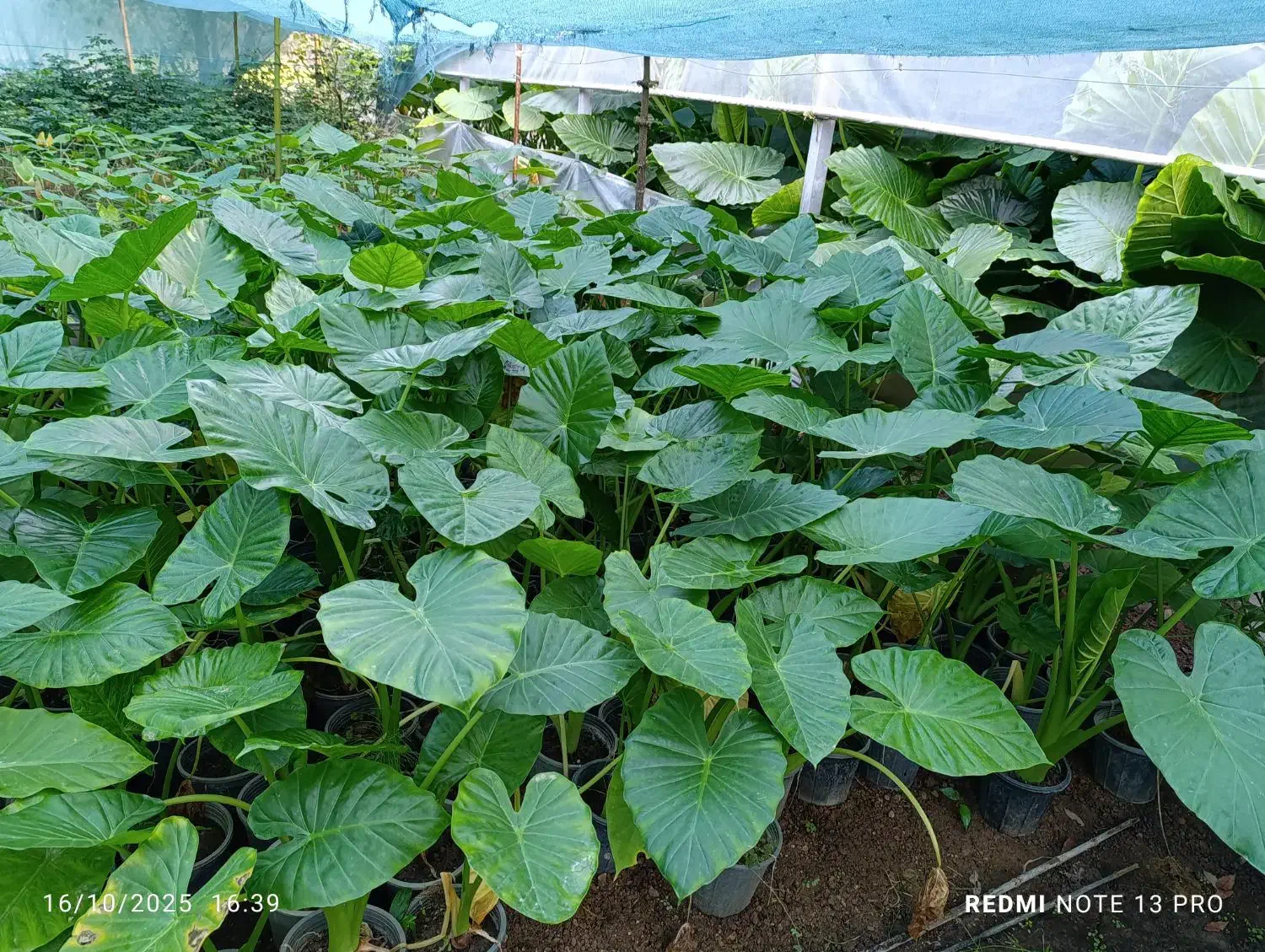 تعدادی گل بابا آدم و فیکوس|گل و گیاه طبیعی|آستانه اشرفیه, |دیوار