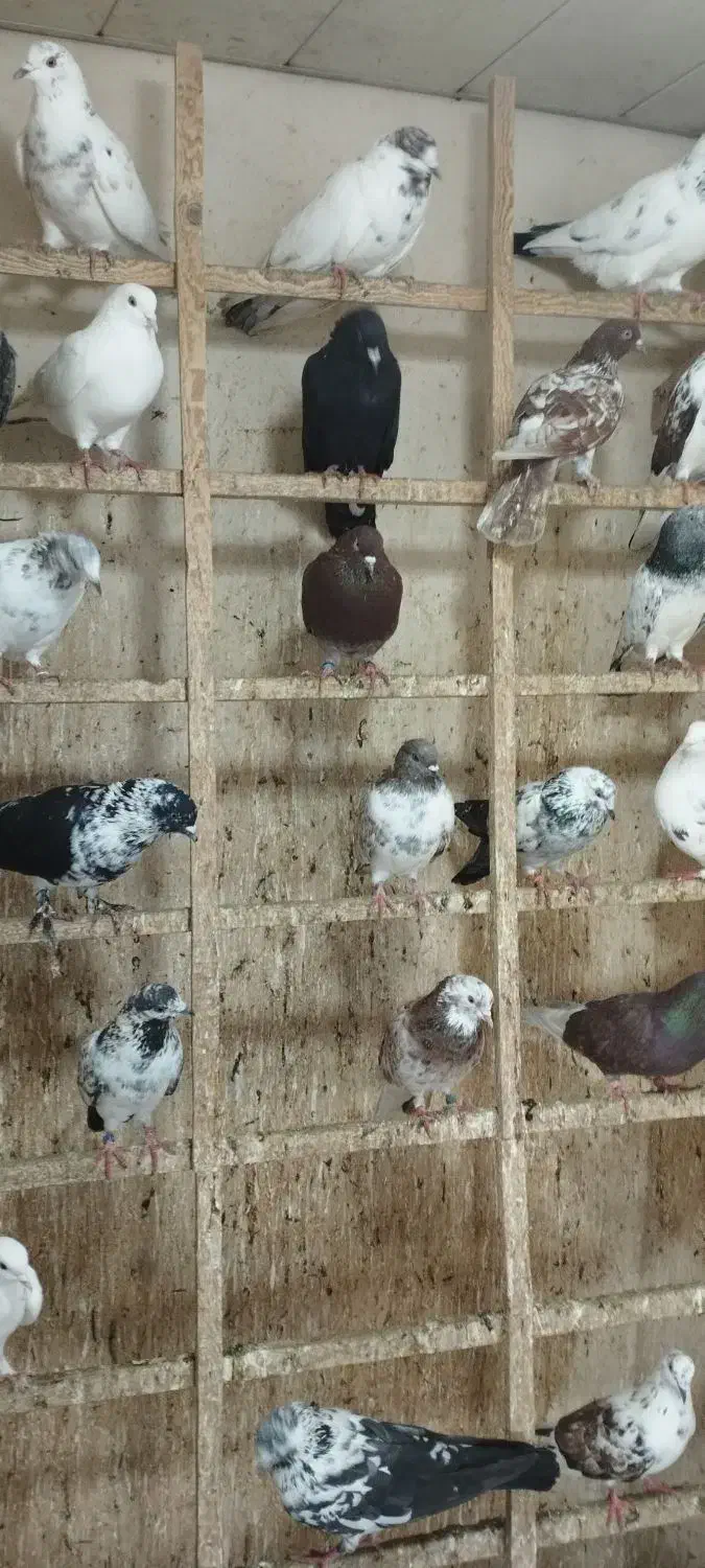 کبوتر پروازی|پرنده|لنگرود, |دیوار