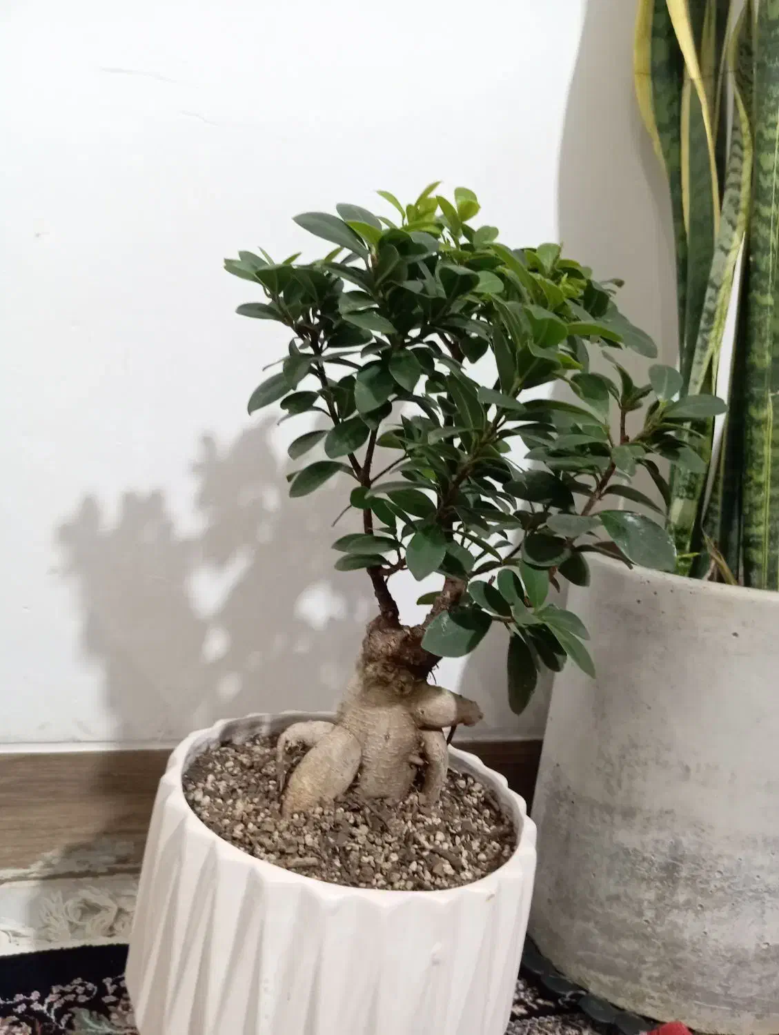 گل بن سای|گل و گیاه طبیعی|شیراز, جوادیه|دیوار