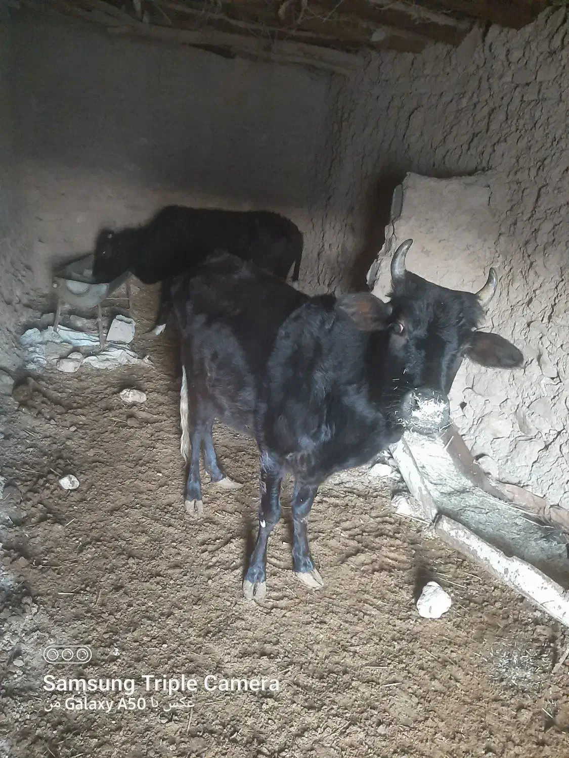 گاوه فروشی|حیوانات مزرعه|زیرکوه, |دیوار