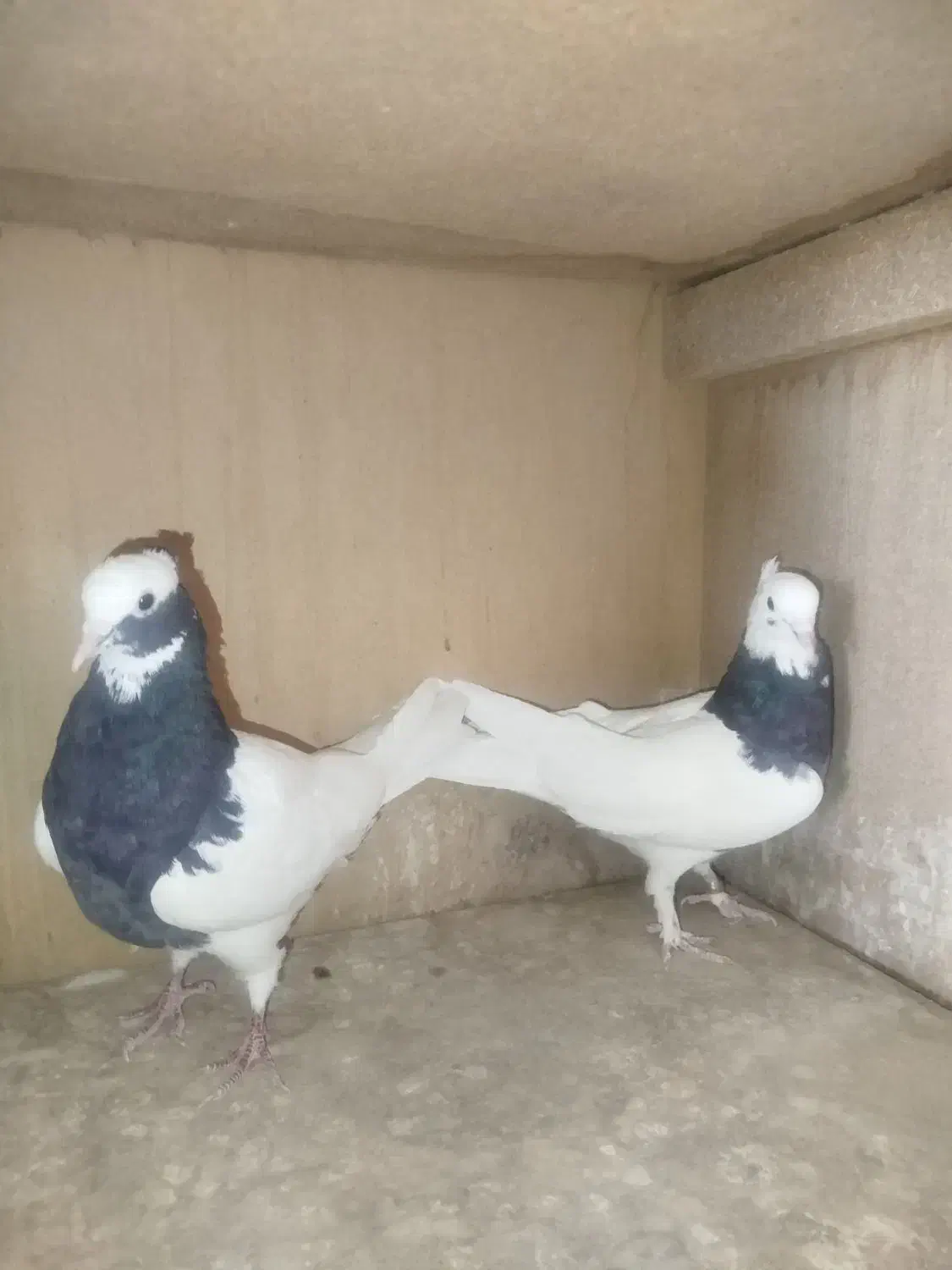 کفترخوب|پرنده|شیراز, پودنک|دیوار