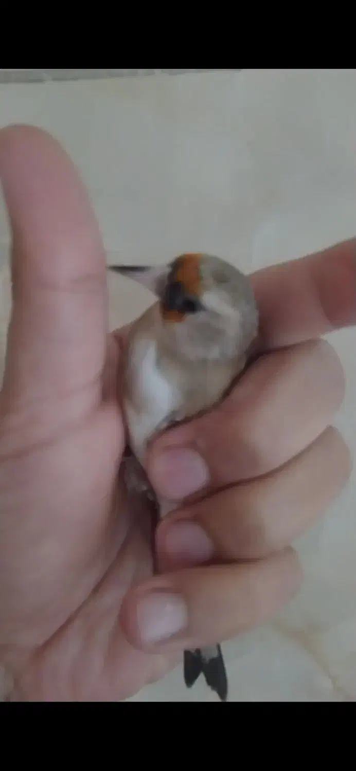 سهره ماده،متولد قفس، کار داده|پرنده|تهران, عبدلآباد|دیوار