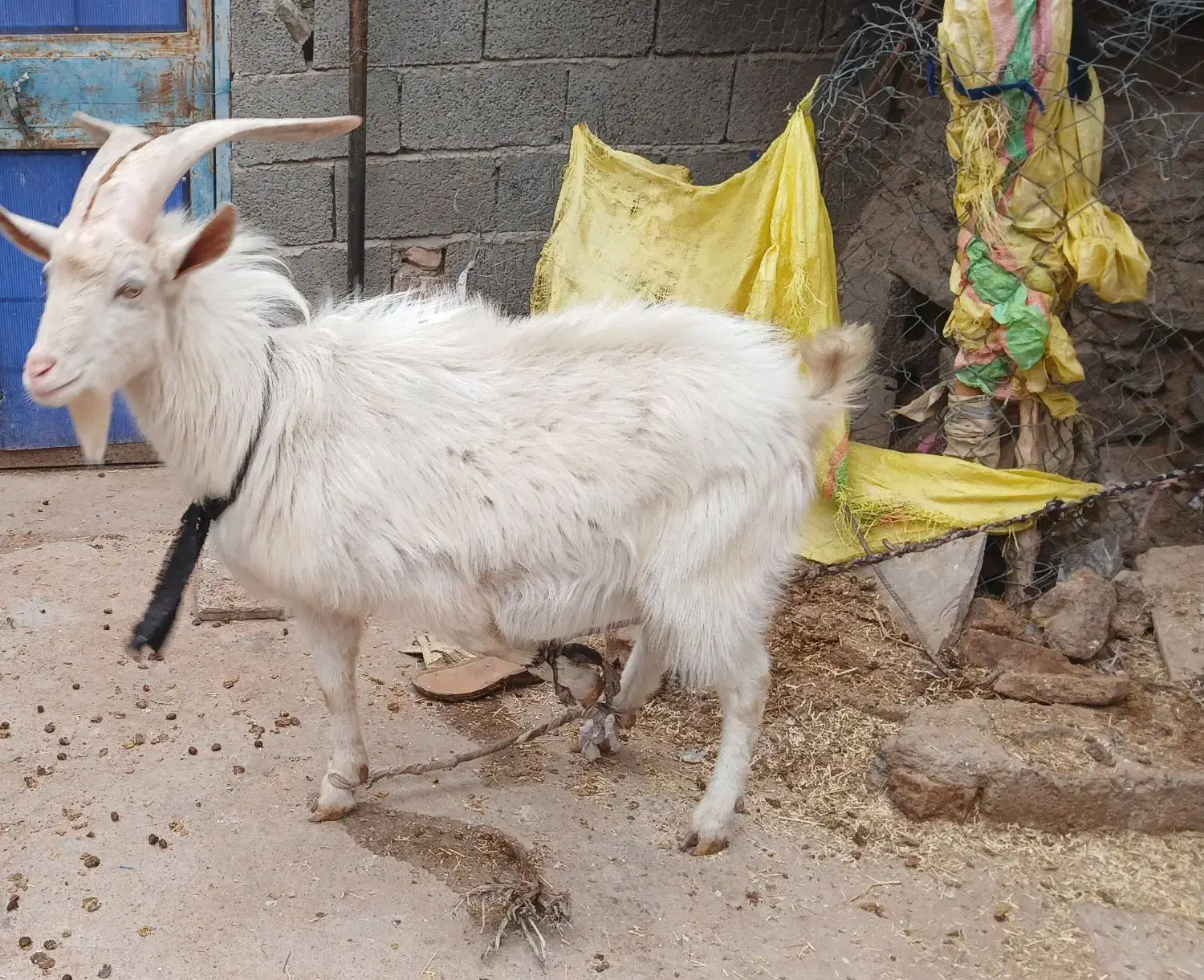 تکه سانن|حیوانات مزرعه|سرداران, |دیوار