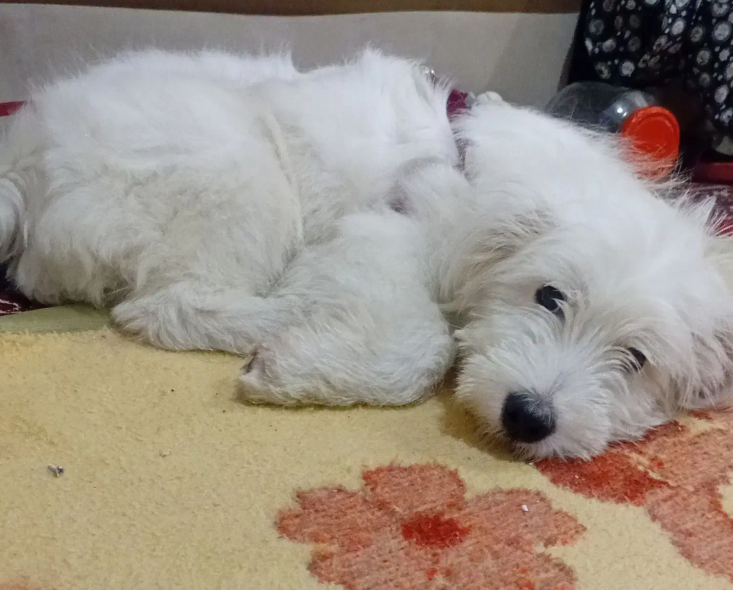 سگ شیتزوتریر|سگ|رشت, کوی حسینی|دیوار