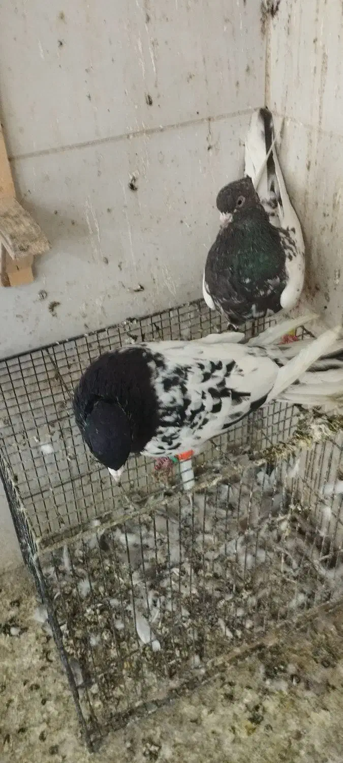 یک جفت کله و یک کلاغ سیاه نر|پرنده|مشهد, کریم آباد|دیوار