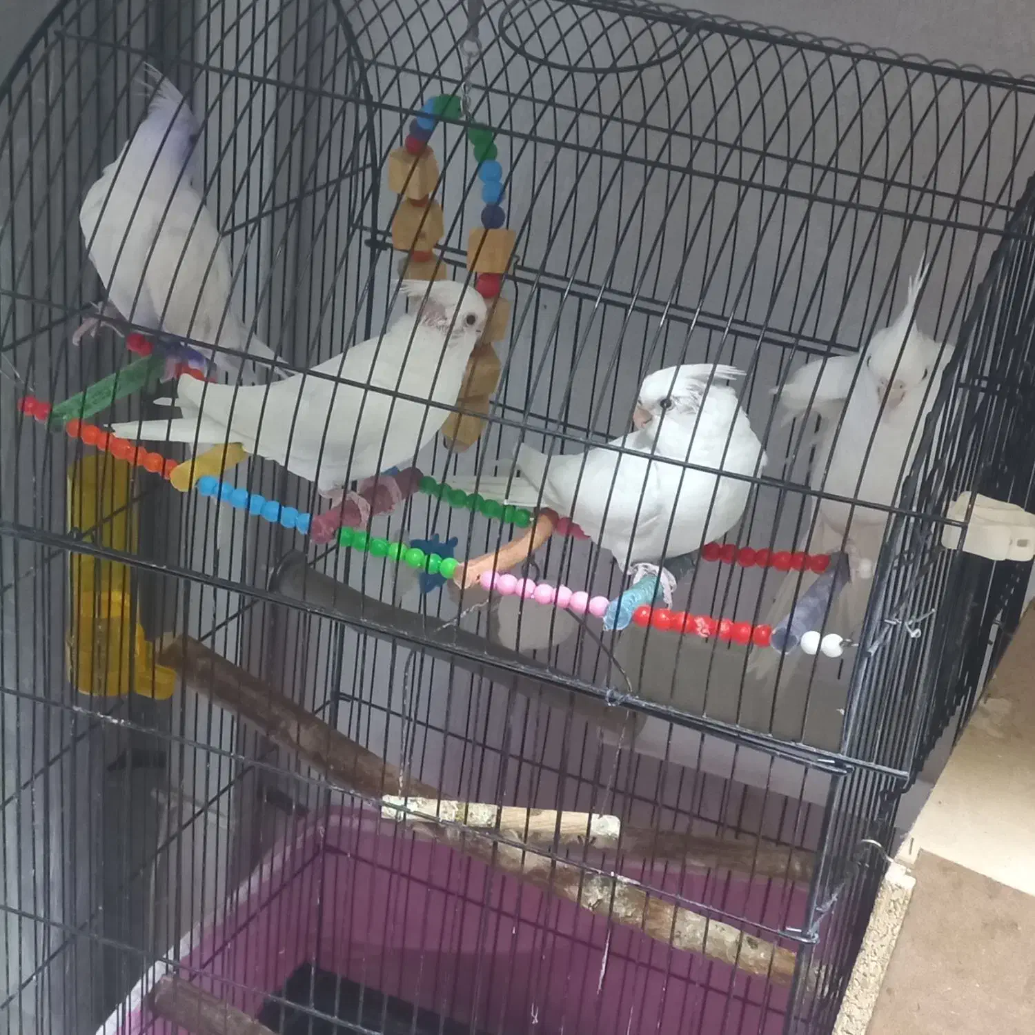 عروس هلندی مولدالبینوخالص باجوجه معاوضه ملنگوماده|پرنده|خمین, |دیوار