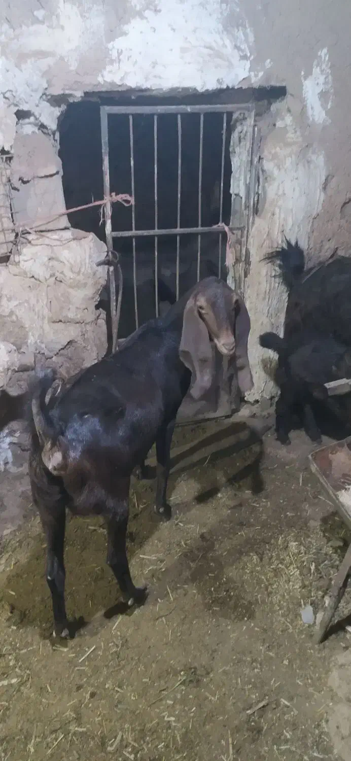 فروش سه بز پاکستانی|حیوانات مزرعه|خواف, |دیوار