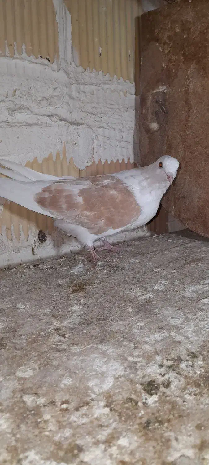 حدود ۳۵ عدد کفتر|پرنده|قرچک, مهدیه|دیوار