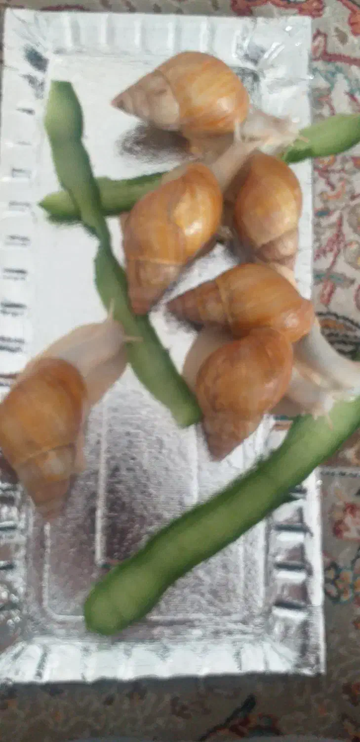 حلزون|خزنده|اصفهان, الهیه|دیوار