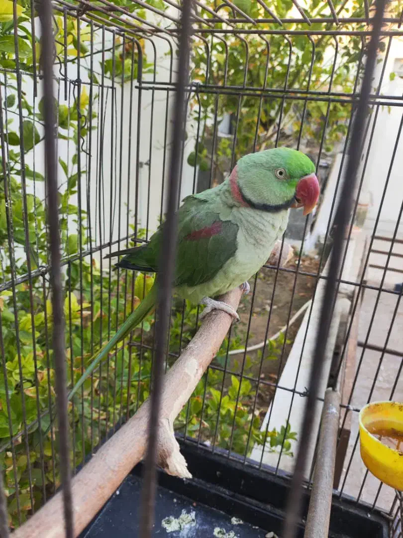 شاه طوطی سخنگو|پرنده|لار, |دیوار