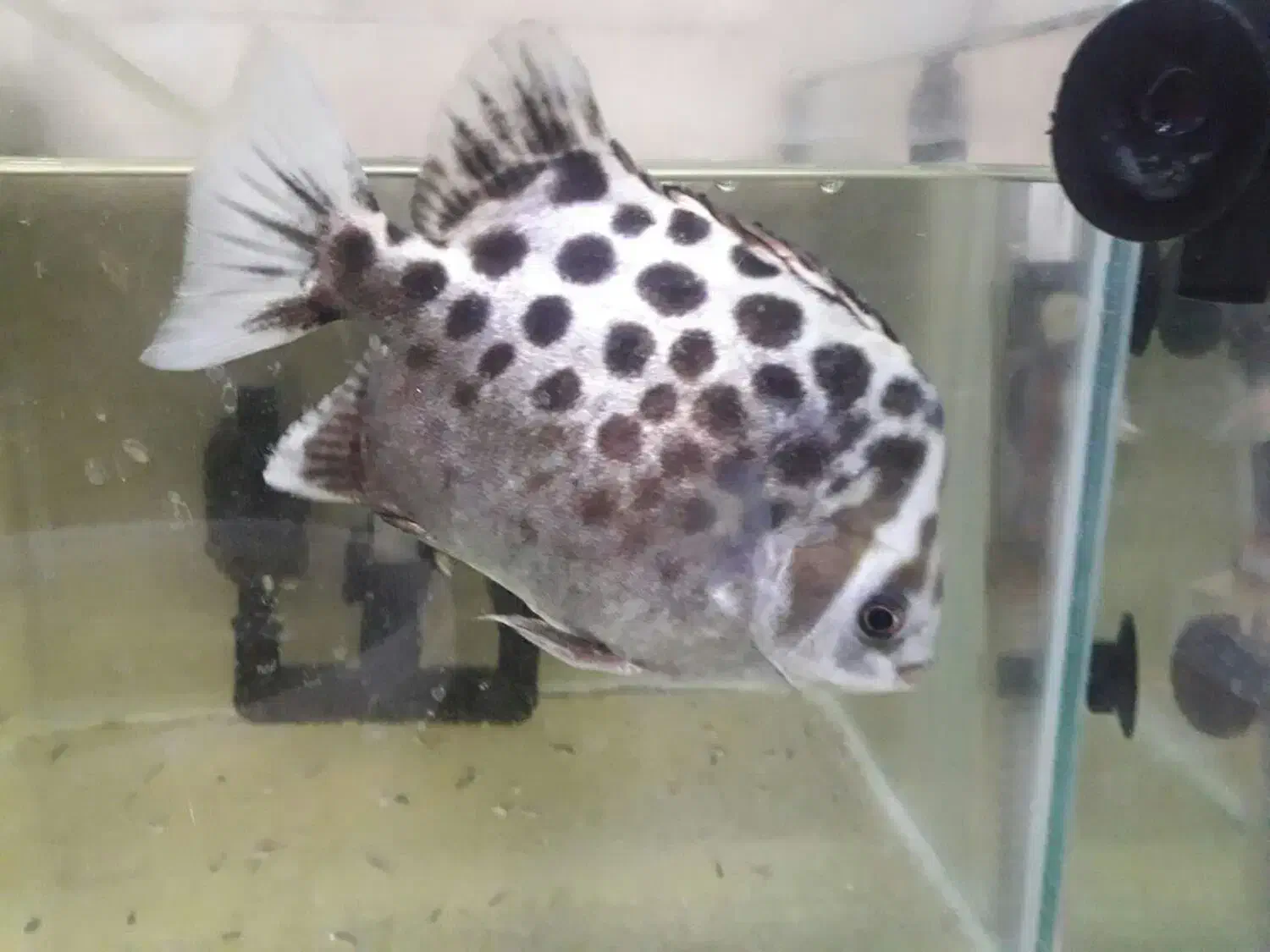 ماهی گرین اسکات اورسایز|ماهی|اصفهان, امامزاده اسماعیل|دیوار