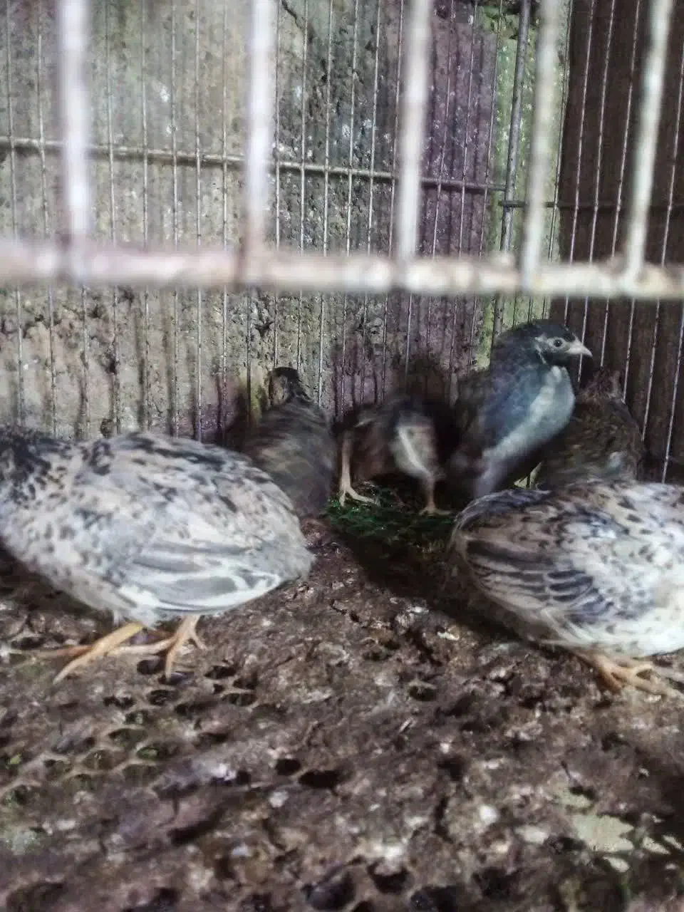 بلدرچین مینیاتوری بالغ|حیوانات مزرعه|قائم‌شهر, |دیوار