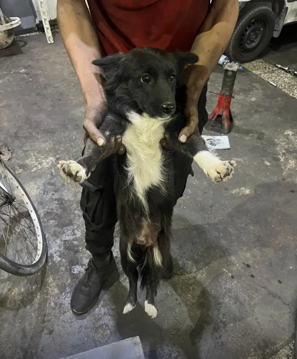 یک قلاده سگ پیدا شده|حیوانات|بندر ماهشهر, |دیوار