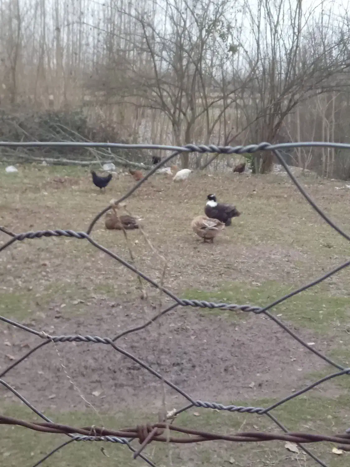 فروش خروس و اردک|حیوانات مزرعه|طاهرگوراب, |دیوار