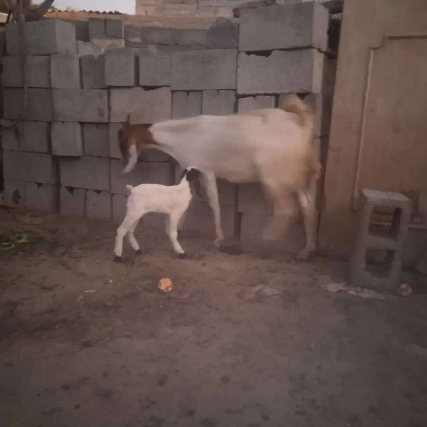 بز خوب|حیوانات مزرعه|میناب, |دیوار