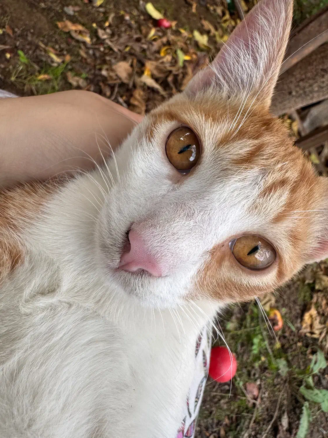 واگذاری چندتا گربه ماده و نر شش ماهه|گربه|شفت, |دیوار