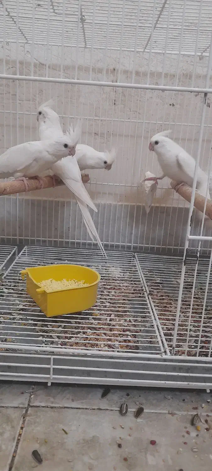 عروس هلندی آلبینو|پرنده|بندر دیر, |دیوار