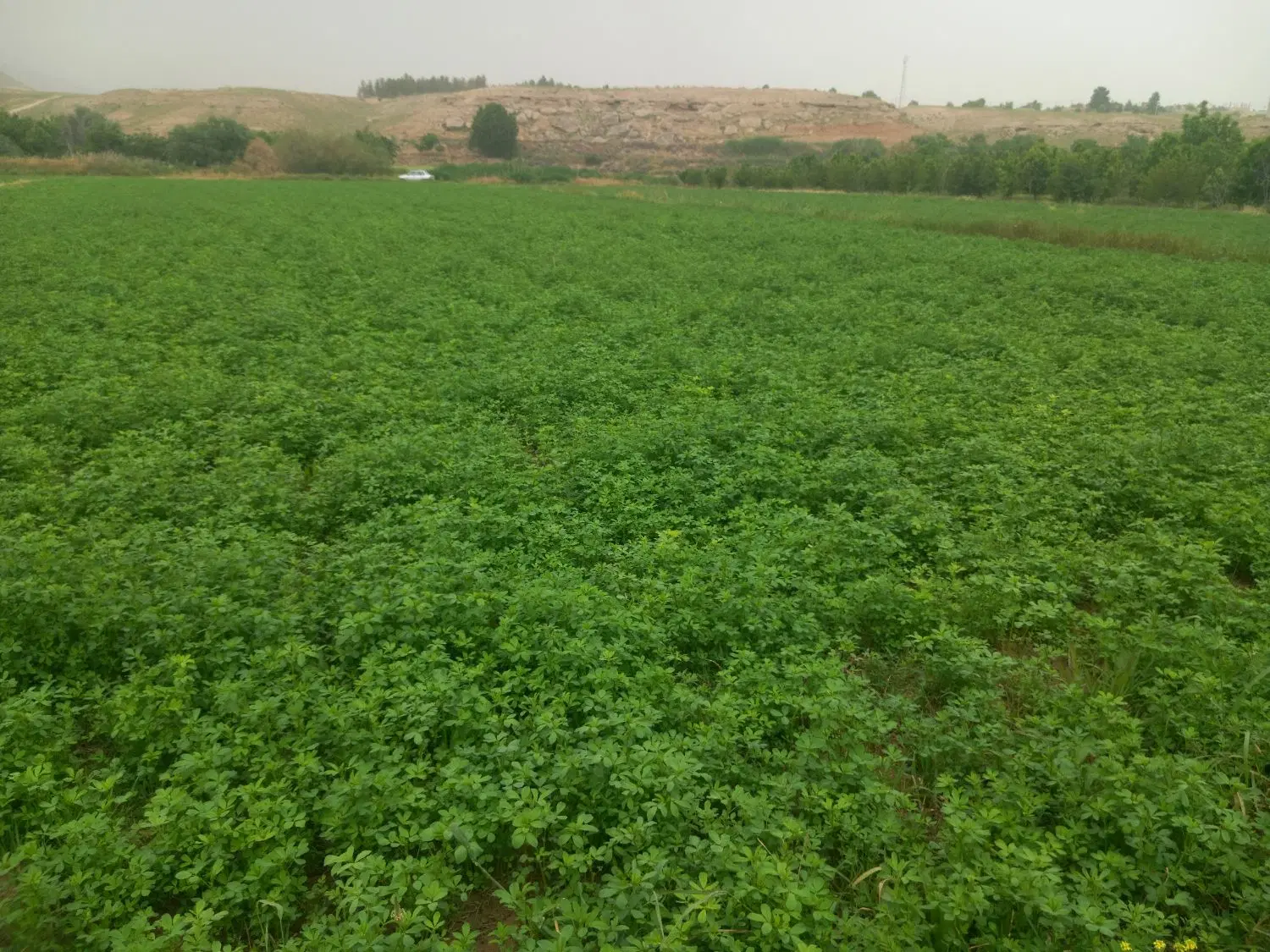 یونجه|لوازم جانبی حیوانات|بجنورد, |دیوار