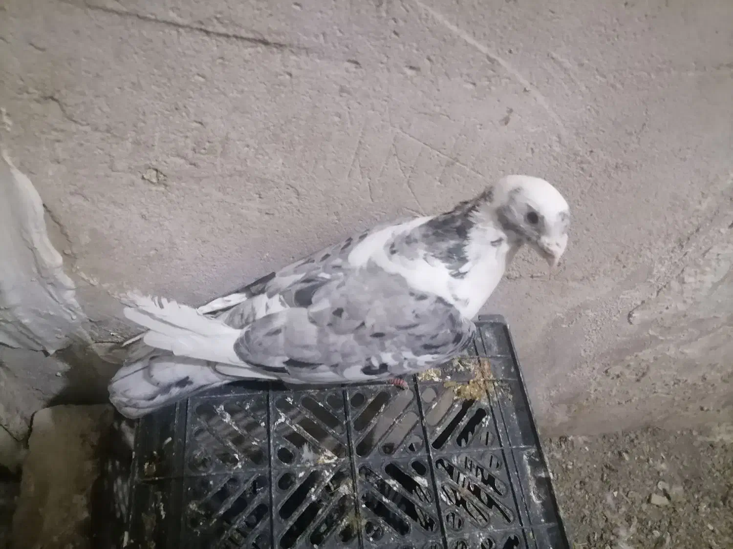 پلنگ کرمونی|پرنده|تربت‌حیدریه, بی بی حسنیه|دیوار