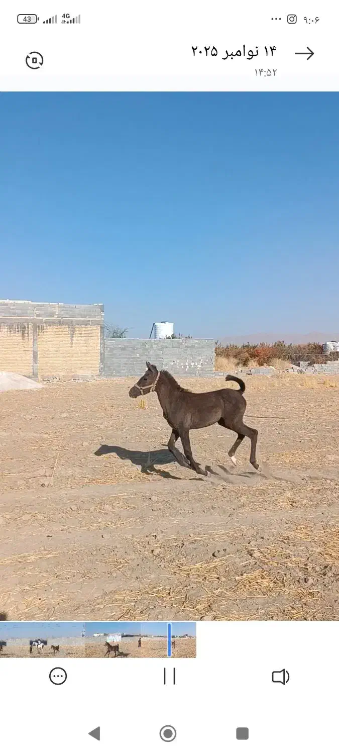 کره نریون|اسب و تجهیزات اسبسواری|مرودشت, فاز اول شهرک فرهنگیان|دیوار