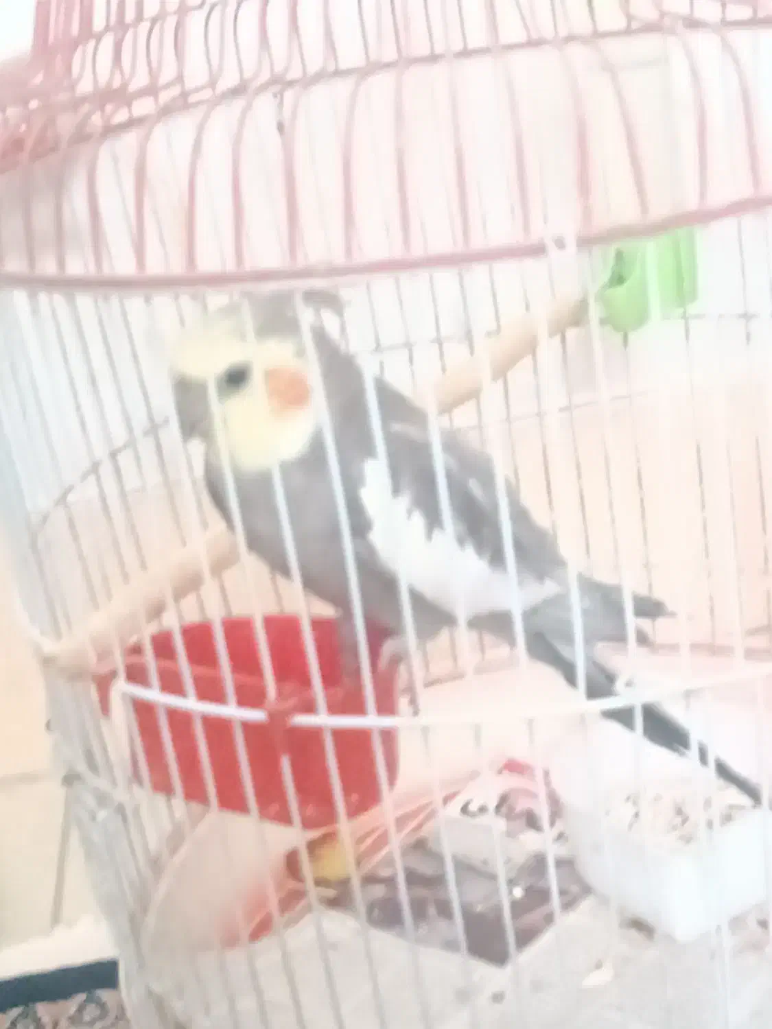 طوطی عروس|پرنده|سمنان, |دیوار