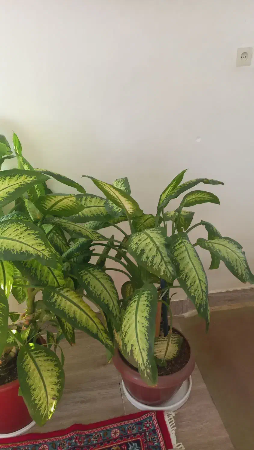 گل دیفن|گل و گیاه طبیعی|کوزران, |دیوار