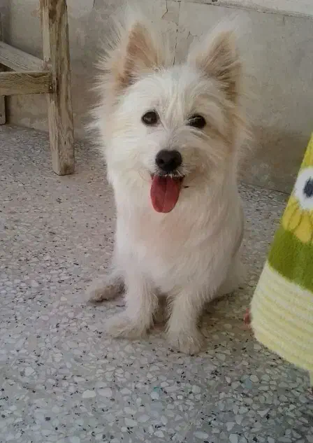 سگ پامر|سگ|کرمان, |دیوار